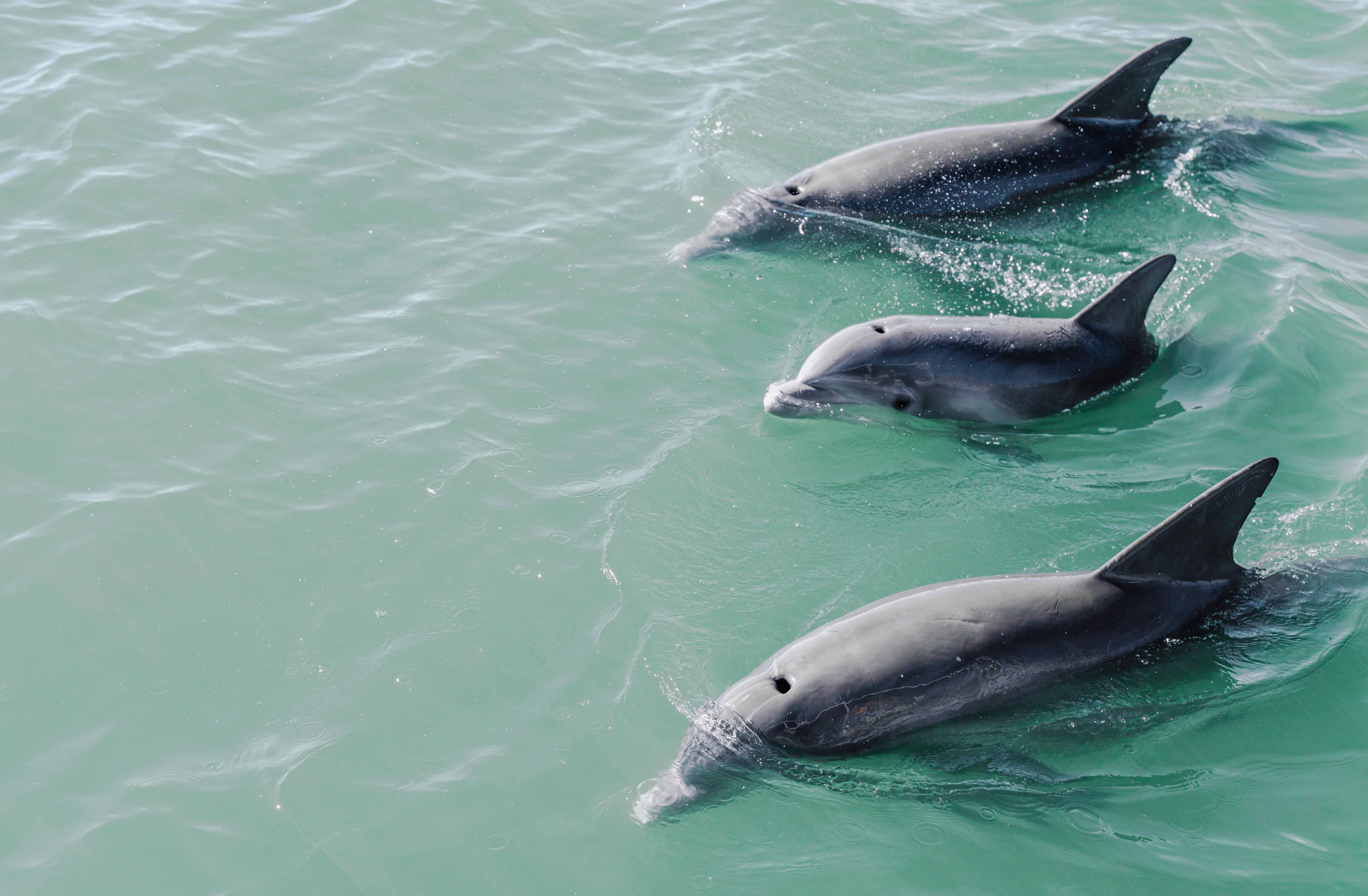 Three dolphins in the Gold Coast Broadwater
